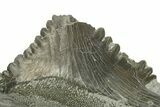 Bizarre Shark (Edestus) Jaw Section with Teeth - Carboniferous #269659-4
